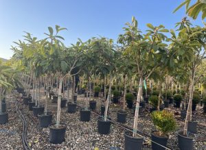 Japanse Wolmispel - Eriobotrya japonica - Loquat - 200 cm