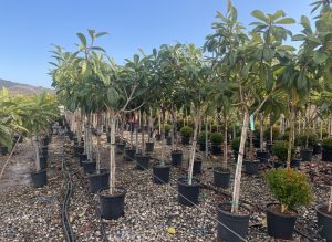 Japanse Wolmispel - Eriobotrya japonica - Loquat - 200 cm