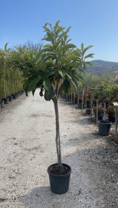 Japanse Wolmispel - Eriobotrya japonica - Loquat - 200 cm