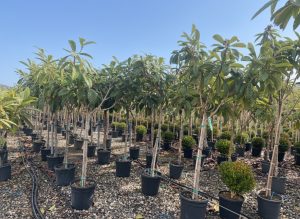 Japanse Wolmispel - Eriobotrya japonica - Loquat - 200 cm