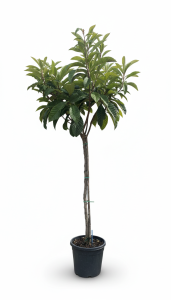 Japanse Wolmispel - Eriobotrya japonica - Loquat - 200 cm