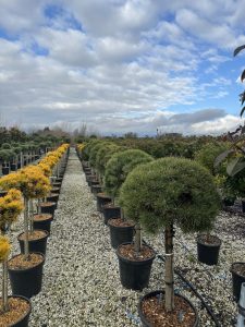 Pinus Sylvestris - 150 cm