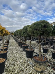 Pinus Sylvestris - 150 cm