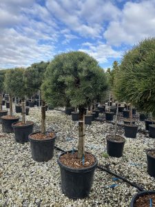 Pinus Sylvestris - 150 cm