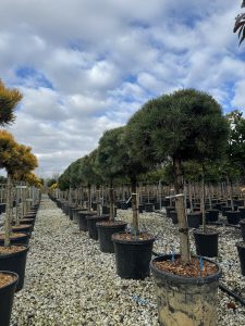 Pinus Sylvestris - 150 cm