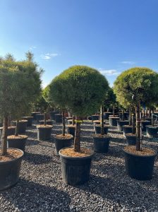 Pinus Sylvestris - 170 cm