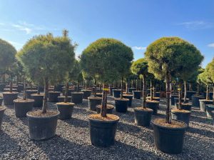 Pinus Sylvestris - 170 cm