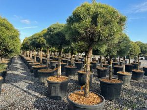 Pinus Sylvestris - 170 cm