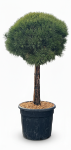 Pinus Sylvestris - 170 cm