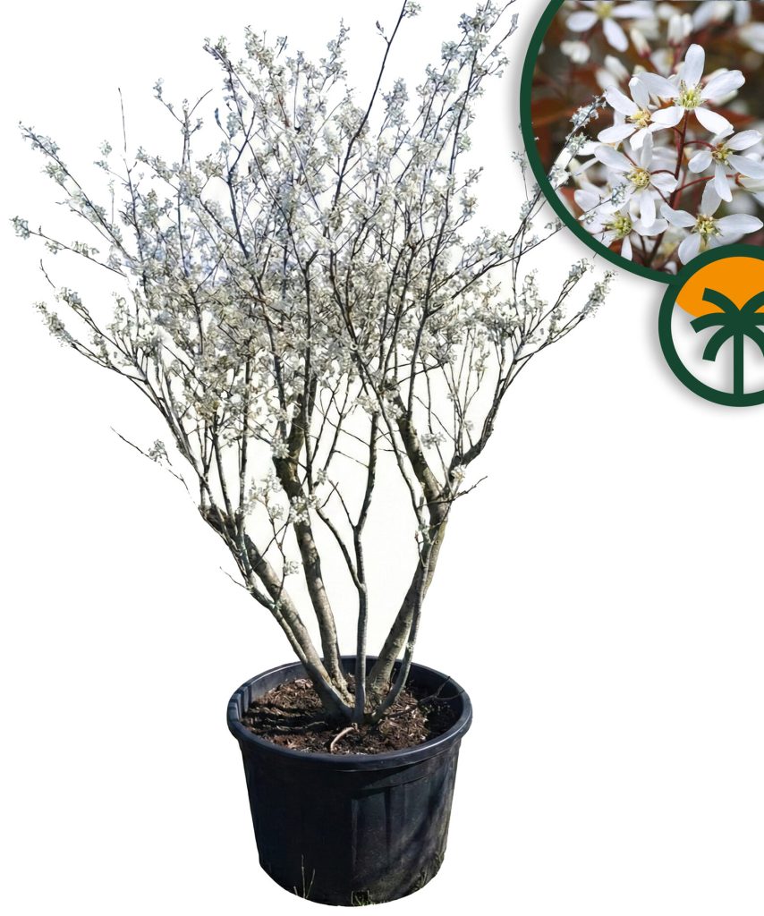 Amelanchier Lamarckii multistam XXL - 250 cm