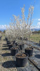 Amelanchier Lamarckii multistam XXL - 250 cm