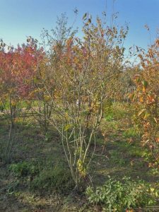 Amelanchier Lamarckii multistam XXL - 250 cm