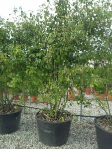 Amelanchier Lamarckii multistam XXL - 250 cm