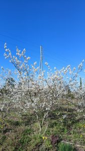 Amelanchier Lamarckii multistam XXL - 250 cm