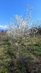 Amelanchier Lamarckii multistam XXL - 250 cm