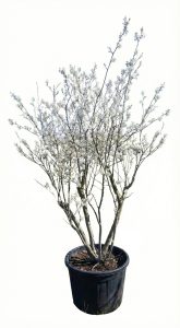 Amelanchier Lamarckii multistam XXL - 250 cm