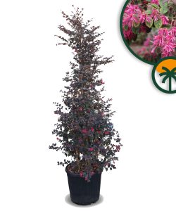 Heksenstruik - Loropetalum Chinense Variant Rubrum - 200 cm