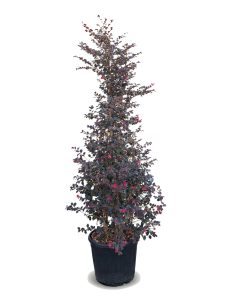 Heksenstruik - Loropetalum Chinense Variant Rubrum - 200 cm