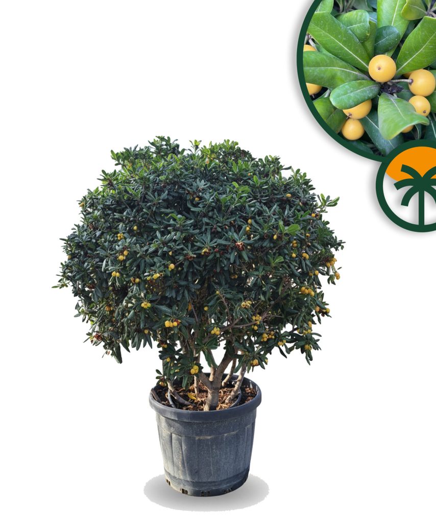 Australische Laurier – Pittosporum Tobira – Multistam - 160 cm
