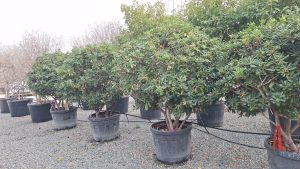 Australische Laurier – Pittosporum Tobira – Multistam - 160 cm