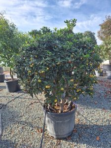 Australische Laurier – Pittosporum Tobira – Multistam - 160 cm