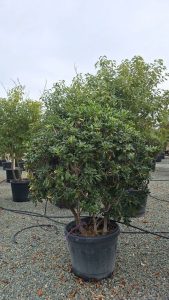 Australische Laurier – Pittosporum Tobira – Multistam - 160 cm