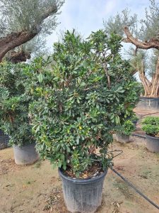 Australische Laurier – Pittosporum Tobira – Multistam - 160 cm