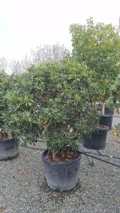Australische Laurier – Pittosporum Tobira – Multistam - 160 cm