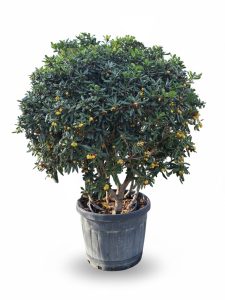 Australische Laurier – Pittosporum Tobira – Multistam - 160 cm