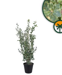 Quercus Ilex - Steeneik -  120 cm