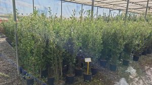 Quercus Ilex - Steeneik -  120 cm