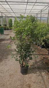 Quercus Ilex - Steeneik -  120 cm