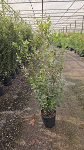 Quercus Ilex - Steeneik -  120 cm