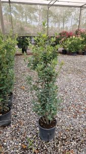 Quercus Ilex - Steeneik -  120 cm