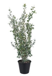 Quercus Ilex - Steeneik -  120 cm
