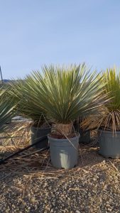 Palmboom - Yucca Rostrata 15-20 cm stamhoogte