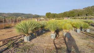 Palmboom - Yucca Rostrata 15-20 cm stamhoogte