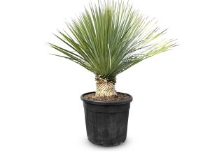 Palmboom - Yucca Rostrata 15-20 cm stamhoogte