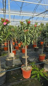 Roze Oleander op stam - hoogte 140/160 cm