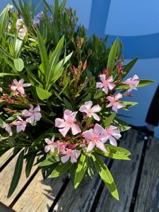 Roze Oleander op stam - hoogte 140/160 cm