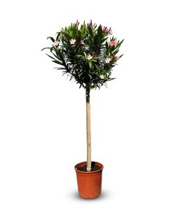 Roze Oleander op stam - hoogte 140/160 cm