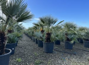 Palmboom - Chamaerops Humilis Cerifera multistam