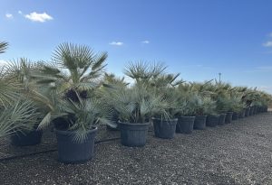 Palmboom - Chamaerops Humilis Cerifera multistam
