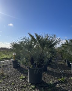 Palmboom - Chamaerops Humilis Cerifera multistam