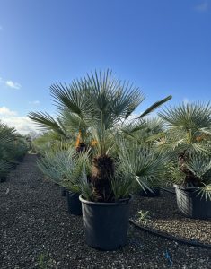 Palmboom - Chamaerops Humilis Cerifera multistam