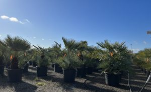 Palmboom - Chamaerops Humilis Cerifera multistam
