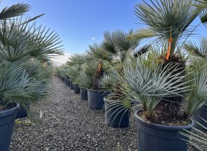 Palmboom - Chamaerops Humilis Cerifera multistam