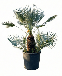 Palmboom - Chamaerops Humilis Cerifera multistam