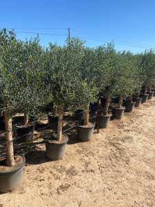 Olijfboom - Olea Europaea - 25 jaar oude boom