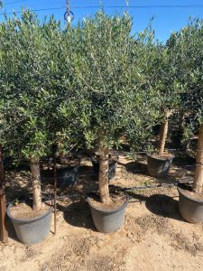 Olijfboom - Olea Europaea - 25 jaar oude boom